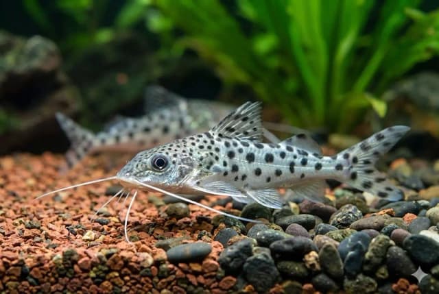 ピクタス