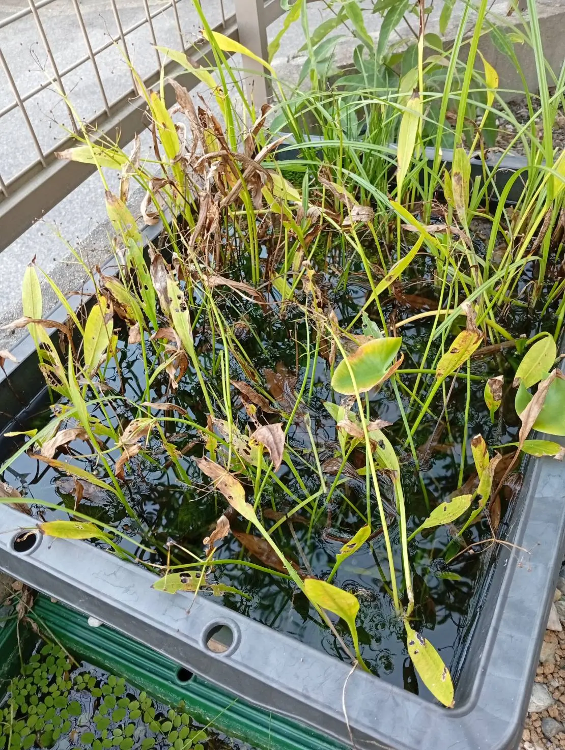 水草が茂った庭のビオトープ