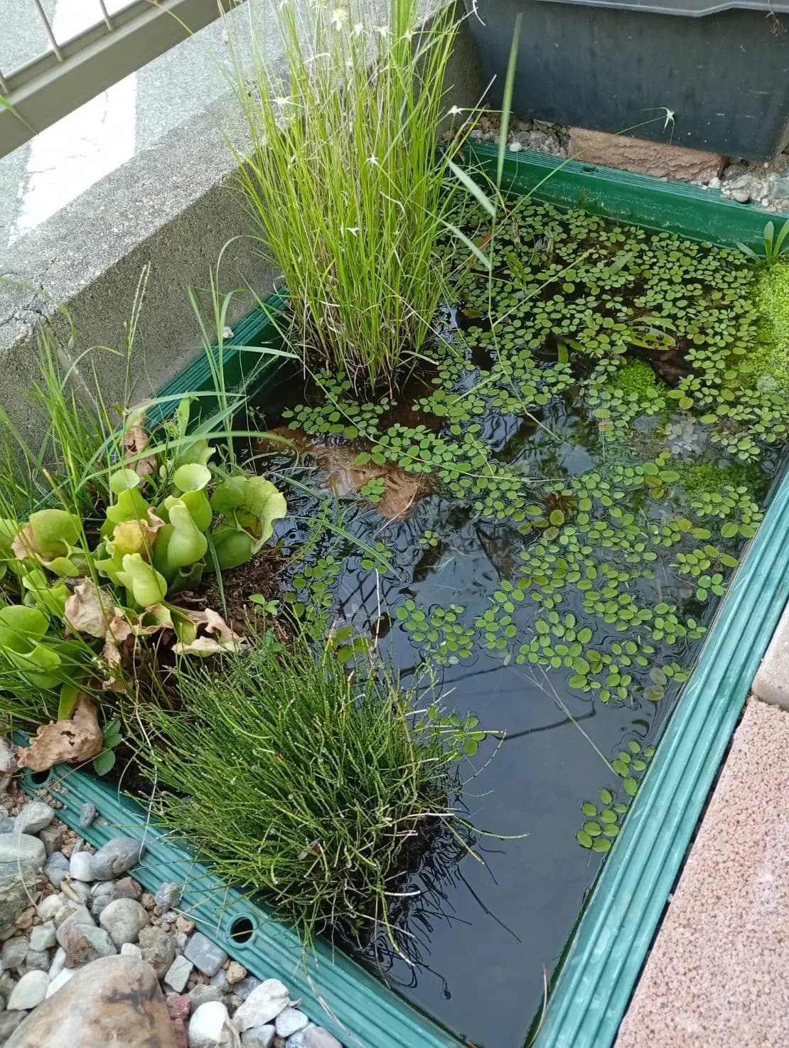 浮草と水生植物のある庭のビオトープ