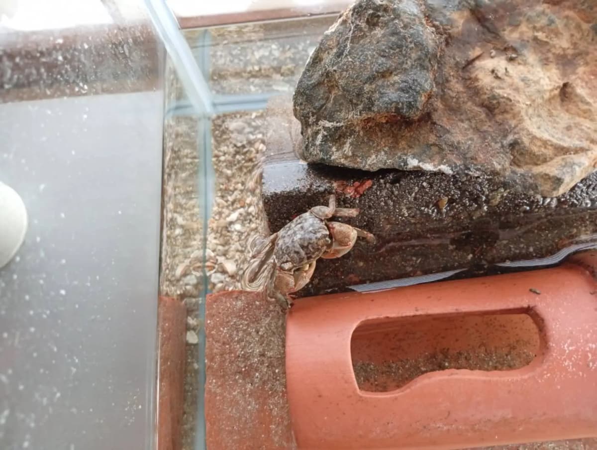 石と砂を敷いた水槽にいるイソガニ