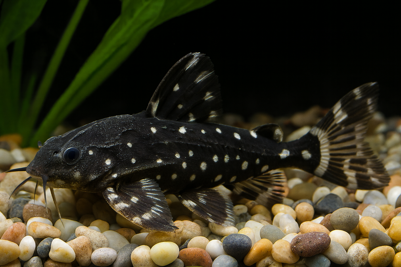 スポッテッドトーキングキャット